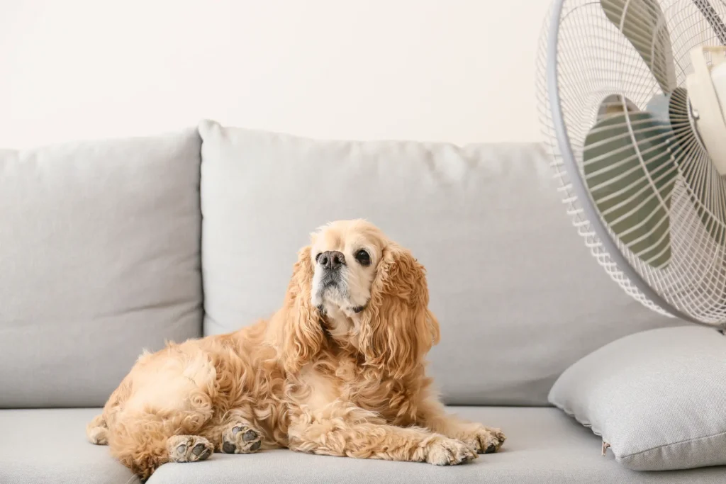 boarding a dog in heat